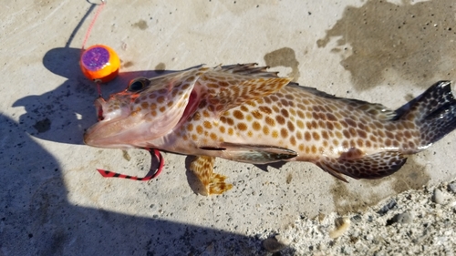 オオモンハタの釣果