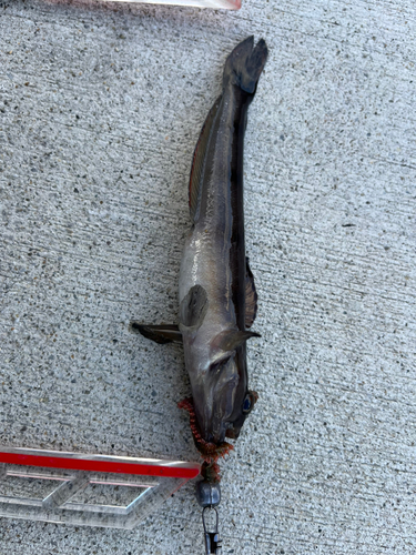 リュウグウハゼの釣果