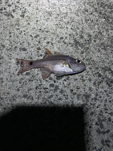 ヨコスジイシモチの釣果