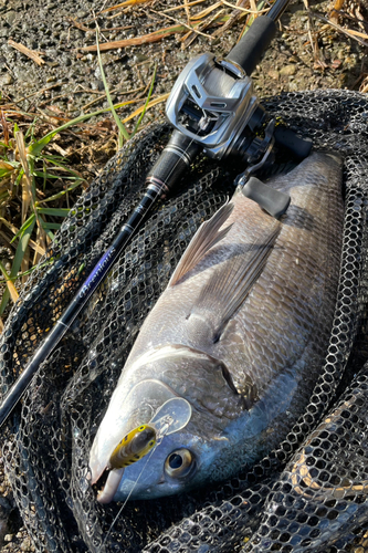 チヌの釣果