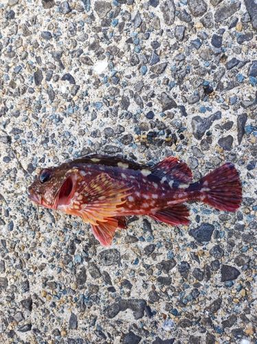 カサゴの釣果