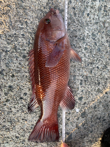 コブダイの釣果