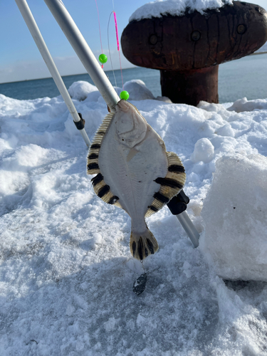 カワガレイの釣果