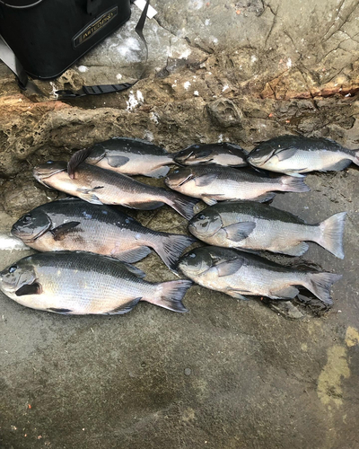 クチブトグレの釣果