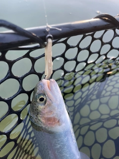 レインボートラウトの釣果