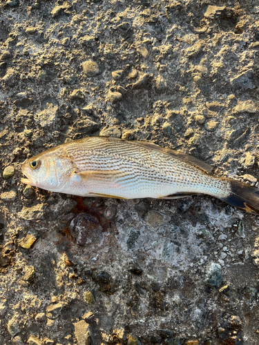 イシモチの釣果