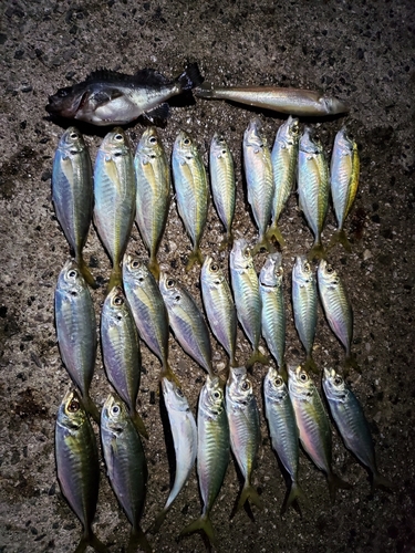 アジの釣果