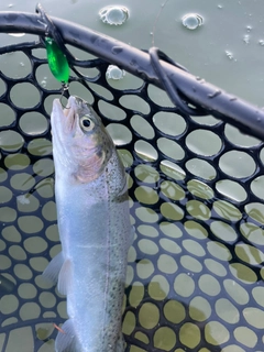 レインボートラウトの釣果