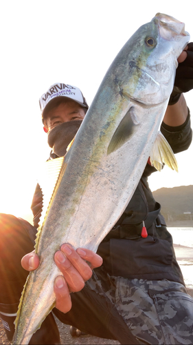 メジロの釣果