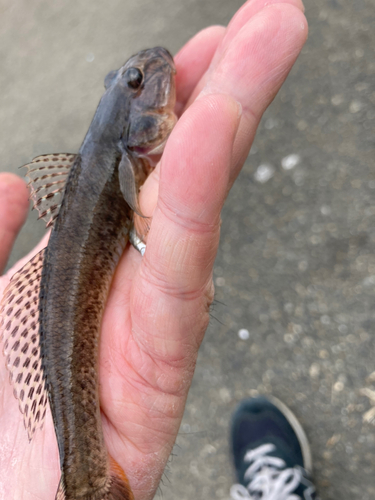 マハゼの釣果