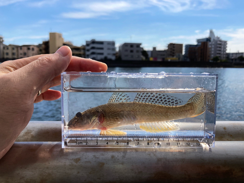 マハゼの釣果