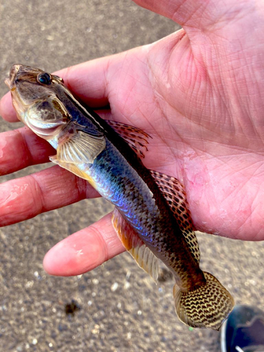 マハゼの釣果