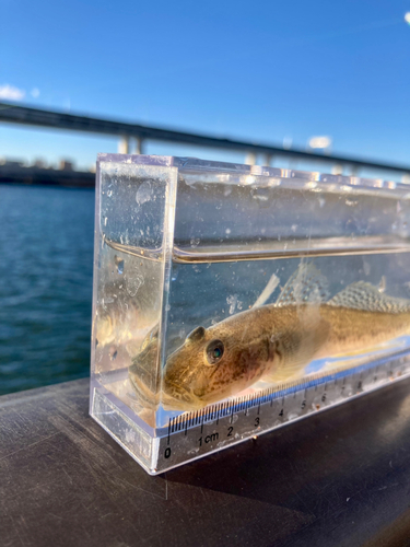 マハゼの釣果