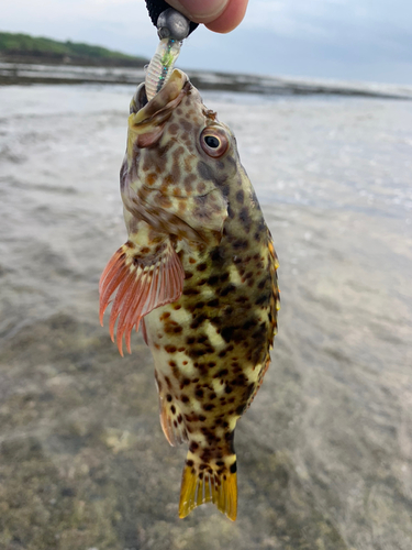 イソゴンベの釣果