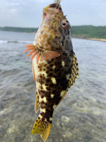 イソゴンベの釣果