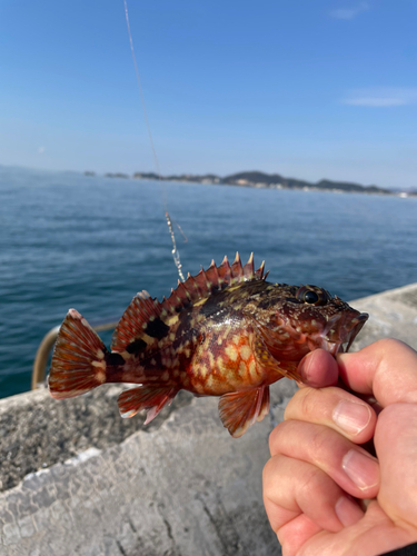 カサゴの釣果