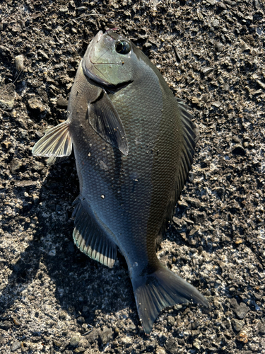 オナガグレの釣果