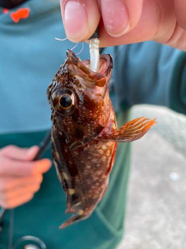 カサゴの釣果