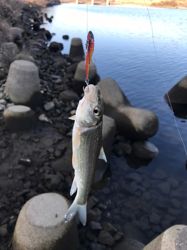 ニゴイの釣果