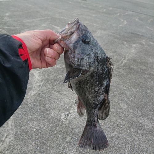 ソイの釣果