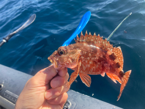 カサゴの釣果