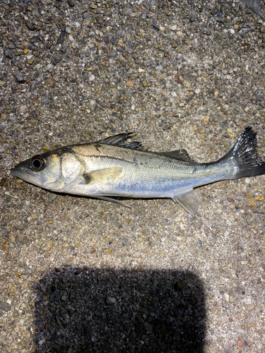 セイゴ（マルスズキ）の釣果