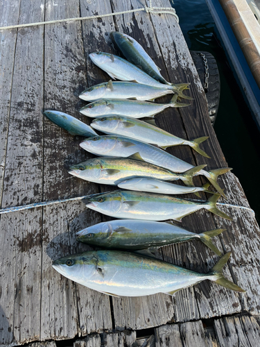 ハマチの釣果