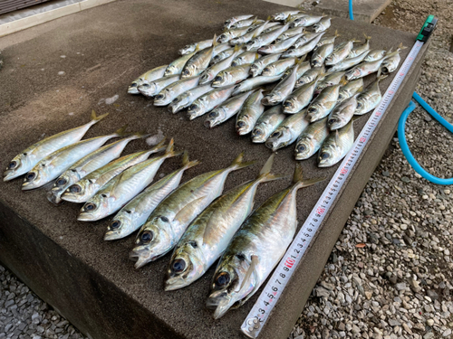 アジの釣果