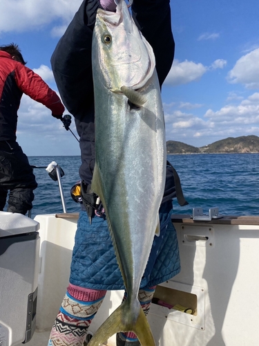 ブリの釣果