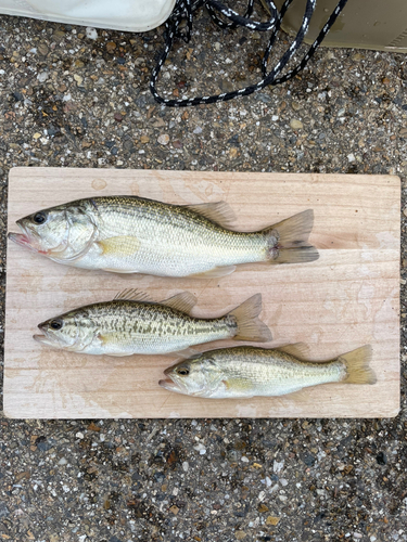 ブラックバスの釣果