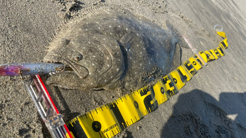 ヒラメの釣果