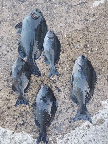 メジナの釣果