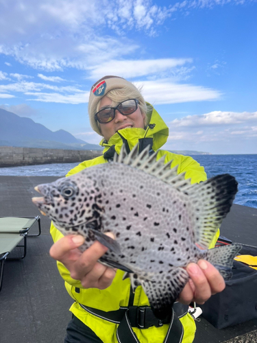 イシガキダイの釣果