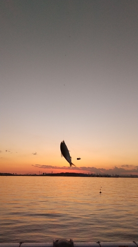 コノシロの釣果