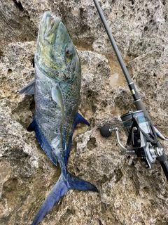 カスミアジの釣果