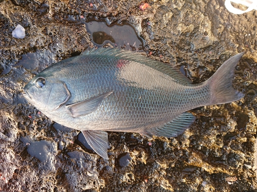 クチブトグレの釣果