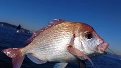 ハナダイの釣果