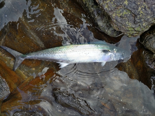 サゴシの釣果