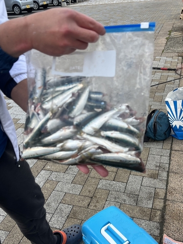 イワシの釣果