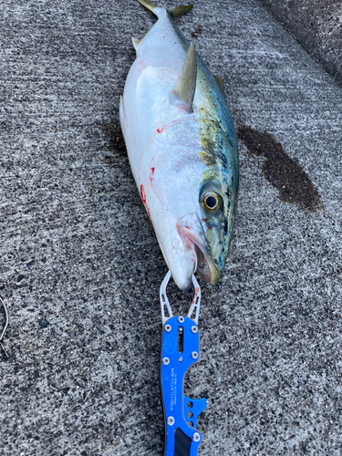 ハマチの釣果