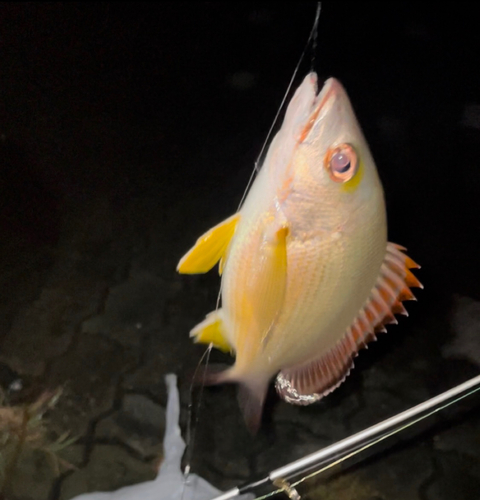 オキフエダイの釣果