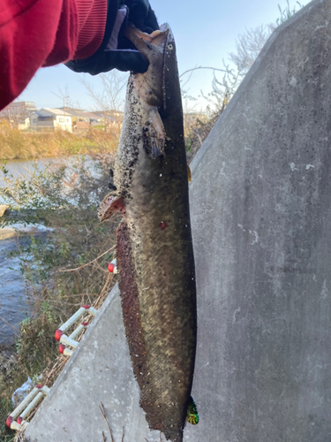 ニホンナマズの釣果