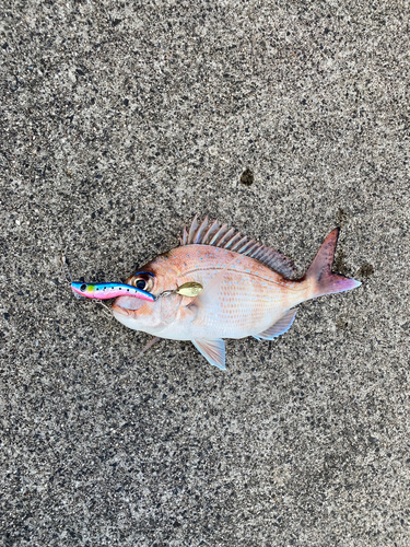 マダイの釣果