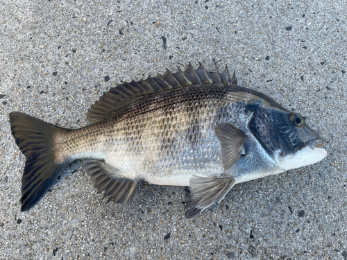 チヌの釣果