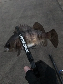 セイゴ（マルスズキ）の釣果