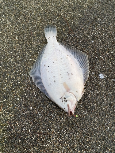 カレイの釣果