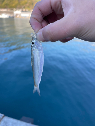 サッパの釣果