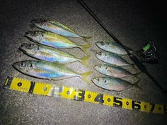マアジの釣果