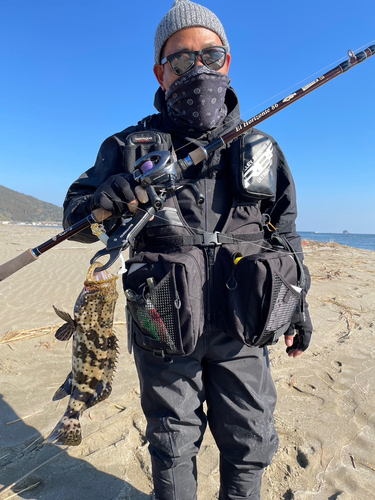 チャイロマルハタの釣果