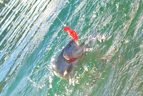 ニジマスの釣果